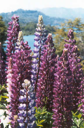 12_10barflower