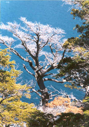 12_11bartree