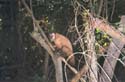 07_07rurremonkey