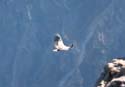 07_22ariqcondor