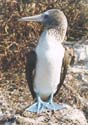 08_03galapblue