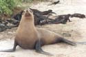 08_05galapsealion