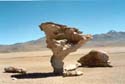 10_09salartree