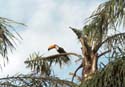 11_07roadtucan