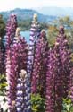 12_10barflower