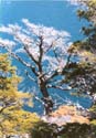 12_11bartree