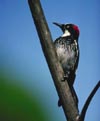 Acorn Woodpecker