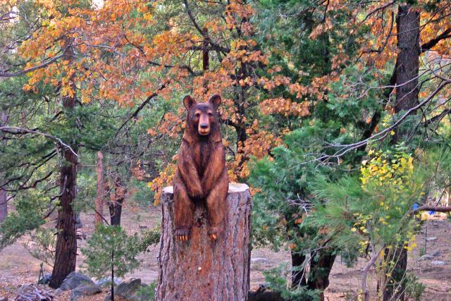 Molie the bear