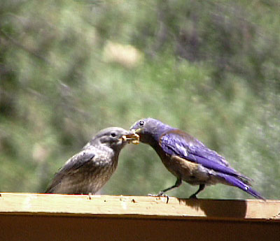 Western Bluebird