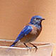 Western Bluebird 2