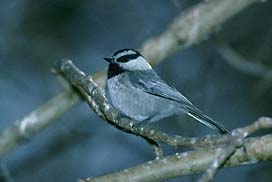 chickadee