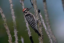 Ladder Backed Woodpecker