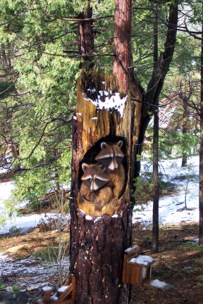 racoon carving