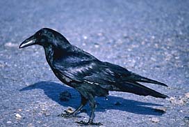 Raven