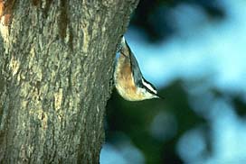 red nuthatch