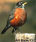 robin