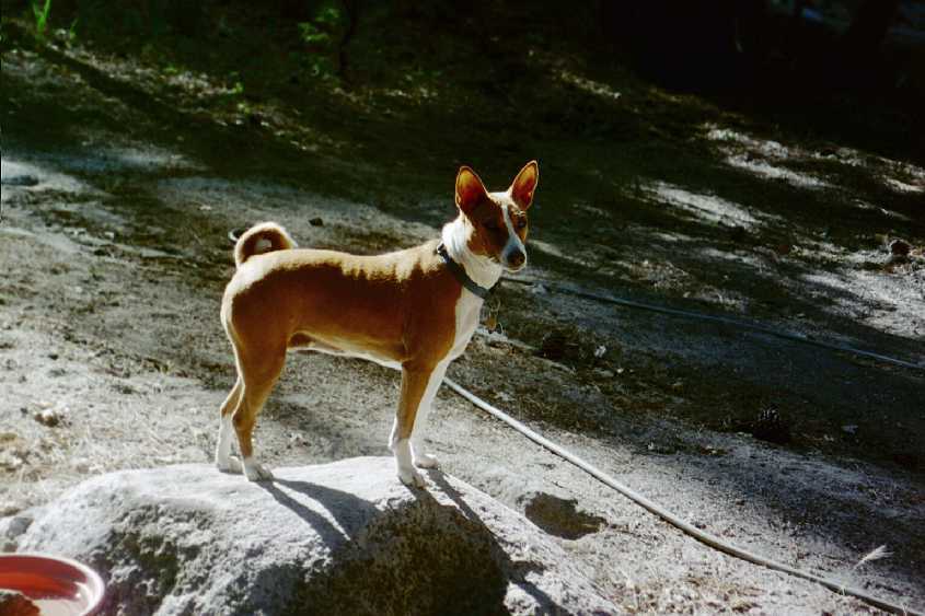 Sammy out front on the rock