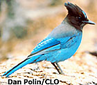 Steller's
 Jay
