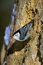 white nuthatch