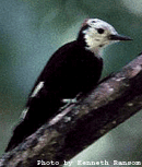 White Headed Woodpecker