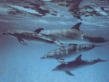click here to explore the deep blue sea.