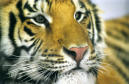click here to escape to the jungle