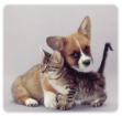 click here for pets