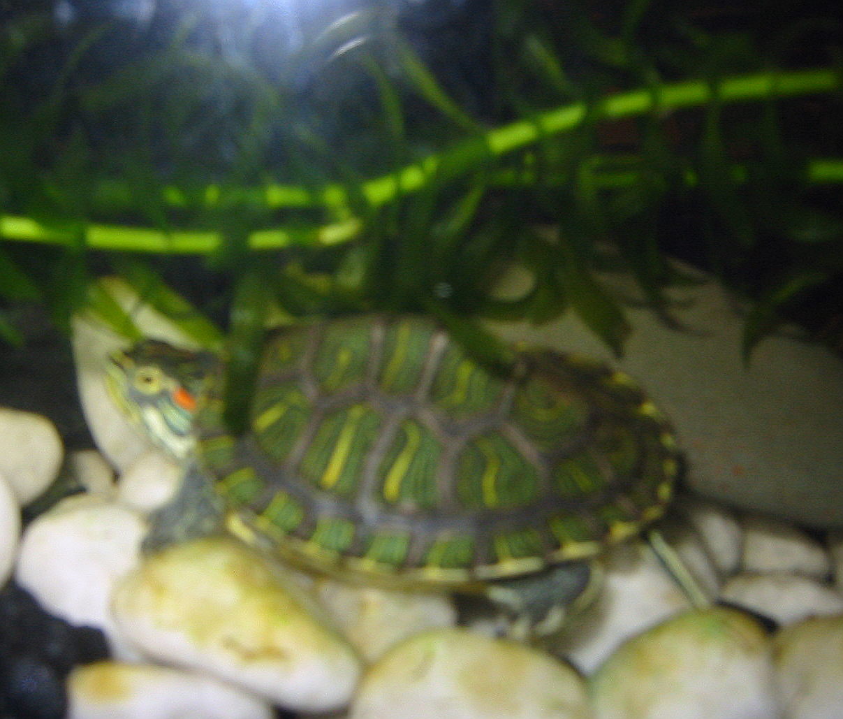 Squirt