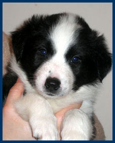 5,5 weeks