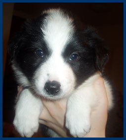 5 weeks