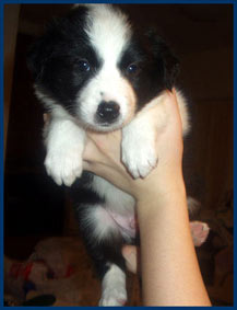 5 weeks