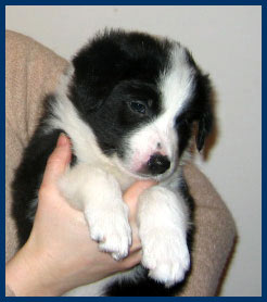 5,5 weeks