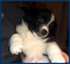 5 weeks