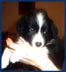 5 weeks