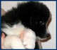 5,5 weeks
