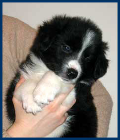 5,5 weeks