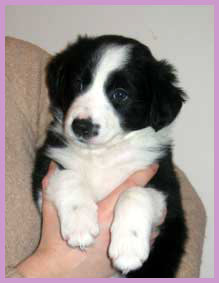 5,5 weeks