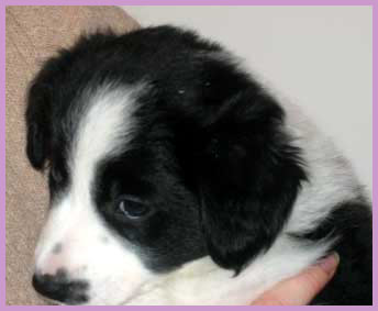 5,5 weeks