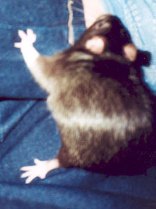 Glossy black rat