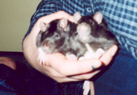 The two new boys