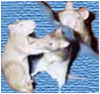 My old livejournal icon for rat posts