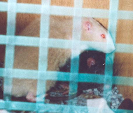 Ratpile!