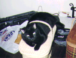 A picture of Ebony