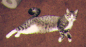 A picture of Lucky