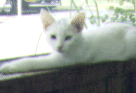 A picture of Snowflake