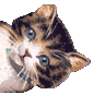 blinking cat