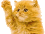 cat waving