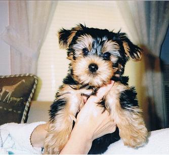Teddy 3 mos