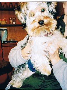 Teddy