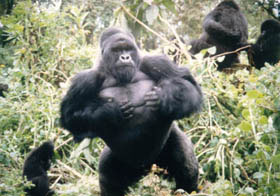 bite force of a silverback gorilla bite force of a silverback gorilla